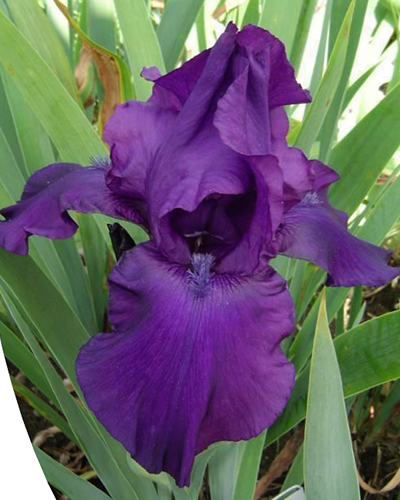 IRIS GERMANICA NIGHT OWL 25 kusov